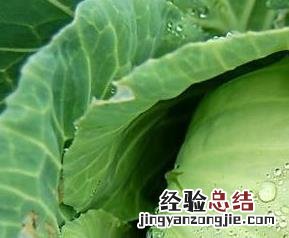 大白菜的功效与作用 卷心菜的功效与作用