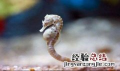 海马是什么生出来的动物 海马是什么生出来的