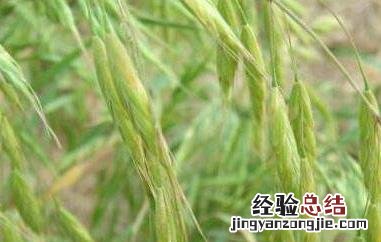 雀麦与野燕麦的区别 雀麦与野燕麦的区别是什么