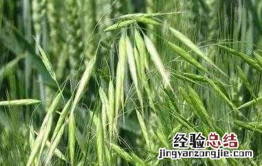 雀麦与野燕麦的区别 雀麦与野燕麦的区别是什么