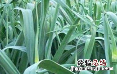 蒜苗怎么种发芽快 蒜苗怎么种