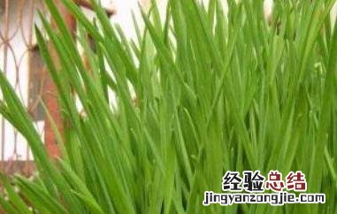 蒜苗怎么种发芽快 蒜苗怎么种