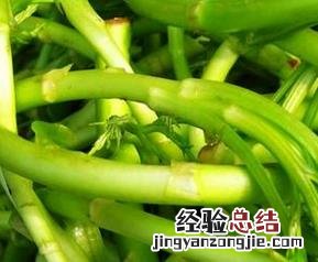 蒌蒿的功效与作用及禁忌 蒌蒿的功效与作用