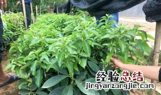 牛油果核怎么种盆栽 牛油果核能吃吗