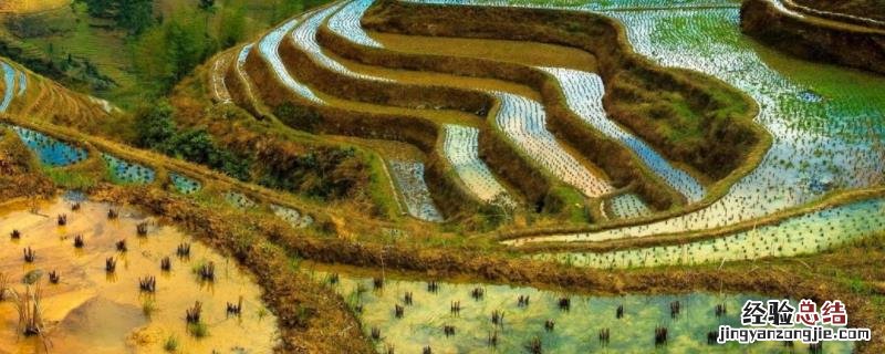 em菌种能改良土壤吗? em菌发酵方法，em菌改良土壤的方法