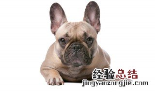 法斗和波士顿如何区分 法国斗牛犬和波士顿犬区别