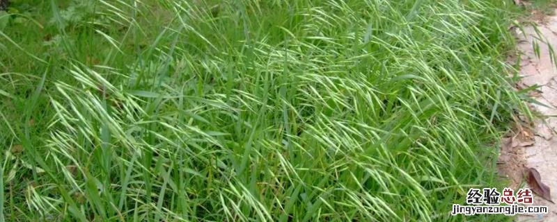 节节麦年后打药可以吗，用什么除草剂有效