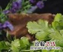 香菜怎么做好吃 香菜怎么做好吃又简单