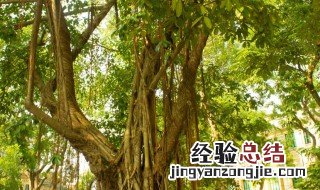 菩提树花是什么颜色 菩提树的颜色