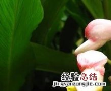 艳山姜的功效与作用 艳山姜的功效与作用禁忌