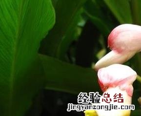 艳山姜的功效与作用 艳山姜的功效与作用禁忌