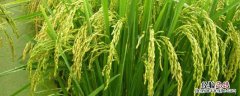 运用数据说明中国农业哪些领域世界领先，中国主要农业类型有哪些