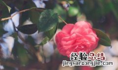 花苞的拼音 花苞的读音和解释