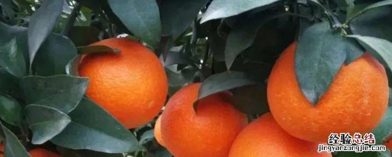 丑美人柑橘种植基地在哪里，丑美人柑橘苗的特征