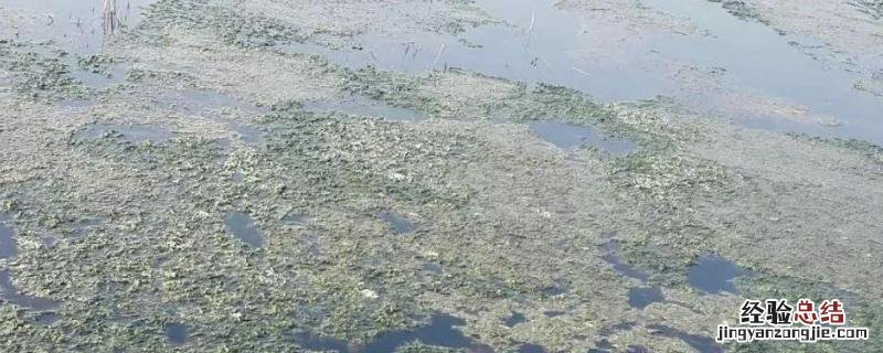 龙虾塘里青苔到底要不要处理,池塘杀青苔最有效的方法