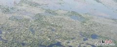 龙虾塘里青苔到底要不要处理，池塘杀青苔最有效的方法