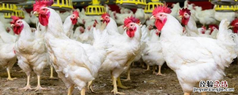 新手养鸡过程，如何选择斗鸡苗 新手养鸡过程,如何选择斗鸡苗品种