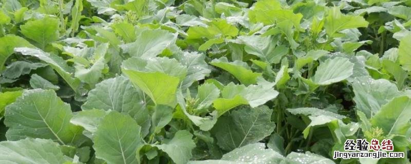 油菜施硼肥要注意什么，施肥一般在什么时候