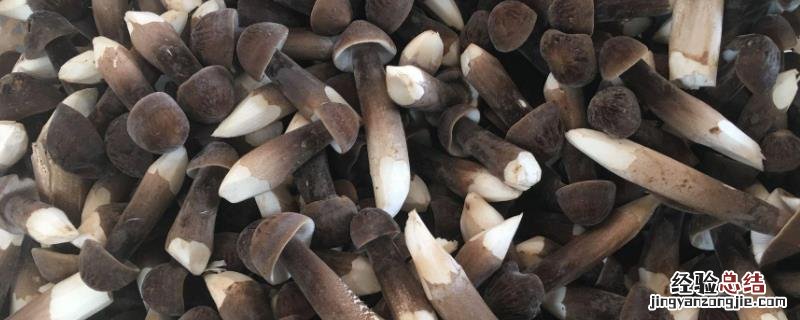 黑皮鸡枞菌的种植技术与管理，鸡枞菌一般长在什么地方，怎么形成的