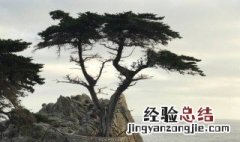 柏的拼音 柏字介绍
