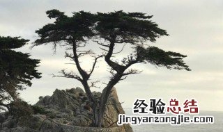 柏的拼音 柏字介绍