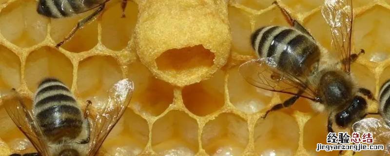 蜜蜂会走吗 移动蜜蜂箱蜜蜂会走吗