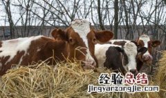 为什么没人养殖水牛 了解一下