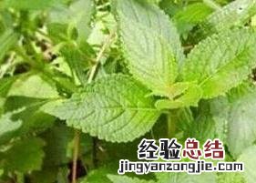 溪黄茶的功效与作用溪黄茶什么人不能喝 溪黄茶的功效与作用