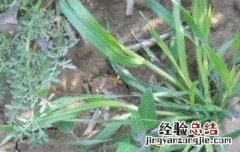 莜麦和燕麦的区别 莜麦和燕麦的区别哪个好