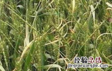 莜麦和燕麦的区别 莜麦和燕麦的区别哪个好