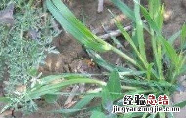 莜麦和燕麦的区别 莜麦和燕麦的区别哪个好