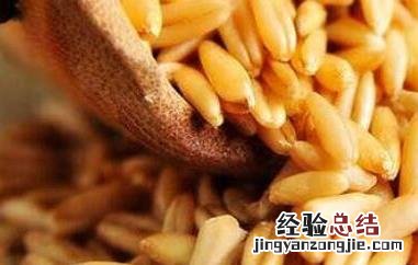 燕麦与野燕麦的区别 燕麦与野燕麦的区别图片