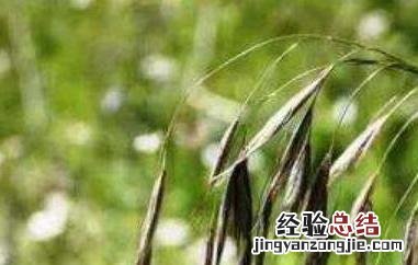 野燕麦的功效是什么 野燕麦的功效是什么呢