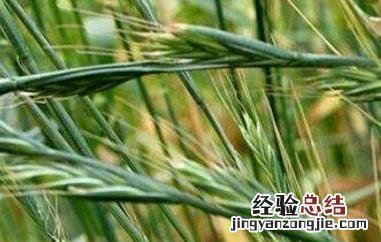 野燕麦的功效是什么 野燕麦的功效是什么呢