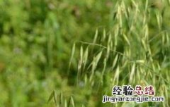 野燕麦如何吃 野燕麦如何吃好吃