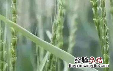 野燕麦如何吃 野燕麦如何吃好吃