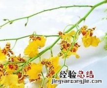 鸭嘴巴鱼怎么做才好吃 鸭嘴鱼如何做好吃