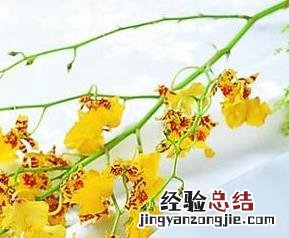 鸭嘴巴鱼怎么做才好吃 鸭嘴鱼如何做好吃