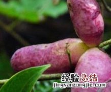 八月瓜的功效与作用治妇科炎症八月瓜可以泡酒喝吗? 八月瓜的功效与作用