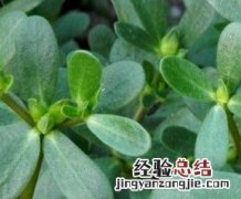 马齿苋的药用价值与功效图片 马齿苋的药用价值与功效