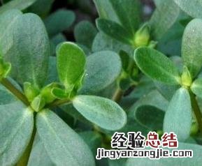 马齿苋的药用价值与功效图片 马齿苋的药用价值与功效