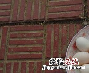 鸽子蛋的功效与作用 鸽子蛋的功效与作用及营养