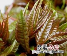 香椿的食疗功效与用法 香椿的食疗功效与用法禁忌