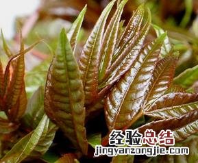 香椿的食疗功效与用法 香椿的食疗功效与用法禁忌