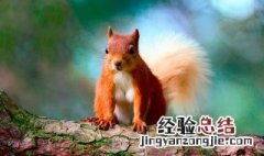 梦见松鼠是什么兆头 梦见松鼠是什么兆头周公解梦