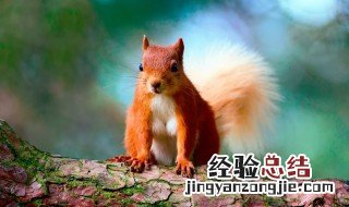 梦见松鼠是什么兆头 梦见松鼠是什么兆头周公解梦
