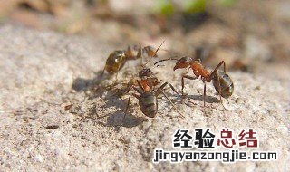蚂蚁的食物是什么 蚂蚁食物是什么