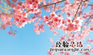 看到花的好心情说说 关于看到花的好心情说说