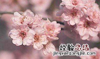梅花是什么颜色结出的果实是什么? 梅花结的果实是梅子吗