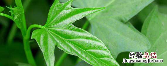 西瓜红红薯的栽培技术 西瓜红红薯栽培技术